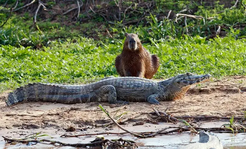 Yacare caiman and capybara. Perú Tours