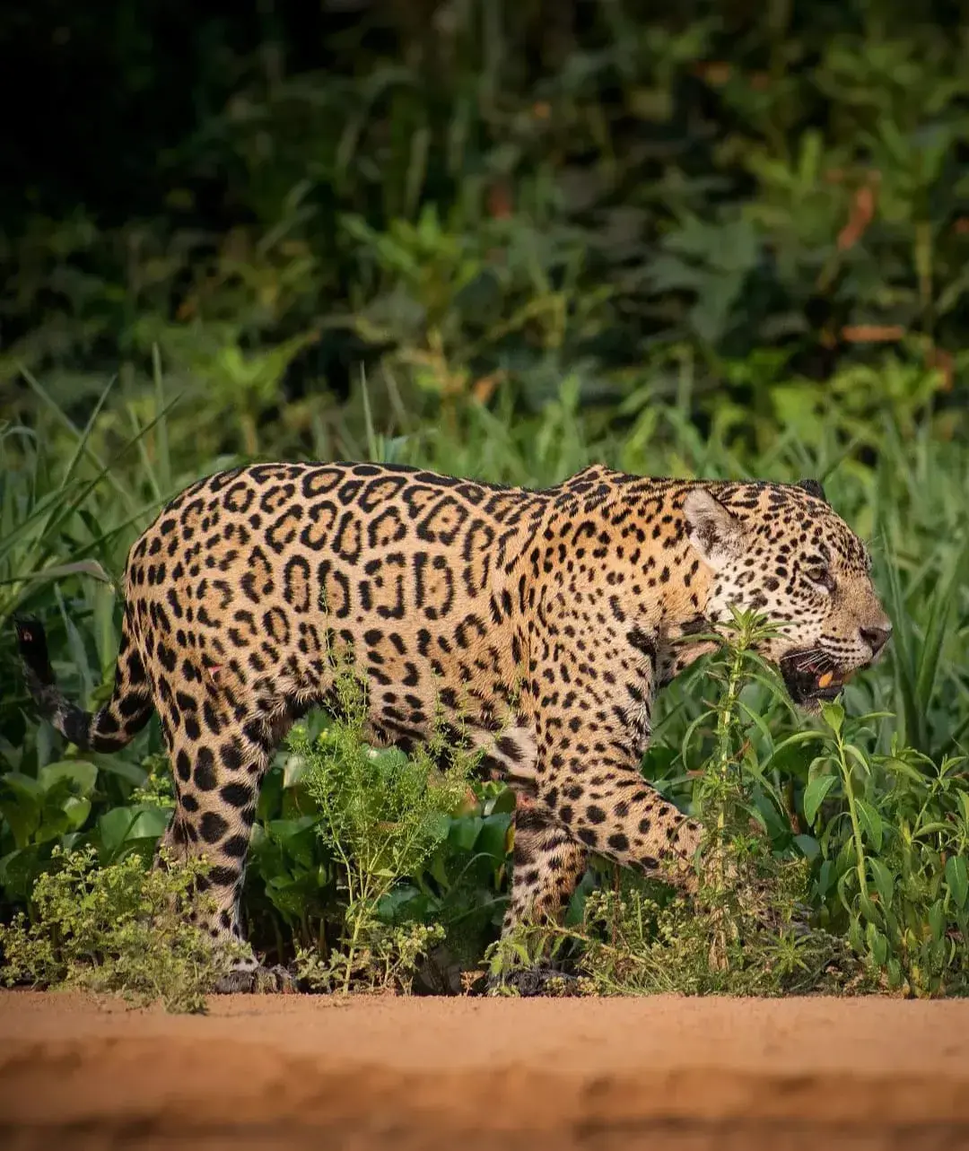 Tours-vivenciales-en-Tambopata-Tronco-Tambopata-Adventures