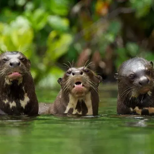 Tronco-Tambopata-Tour-Puerto-Maldonado-Peru-3days-galery-8