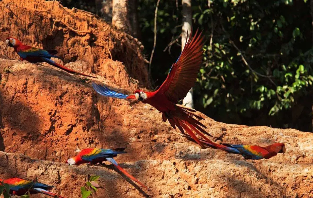 Macaw Clay Lick Chuncho
