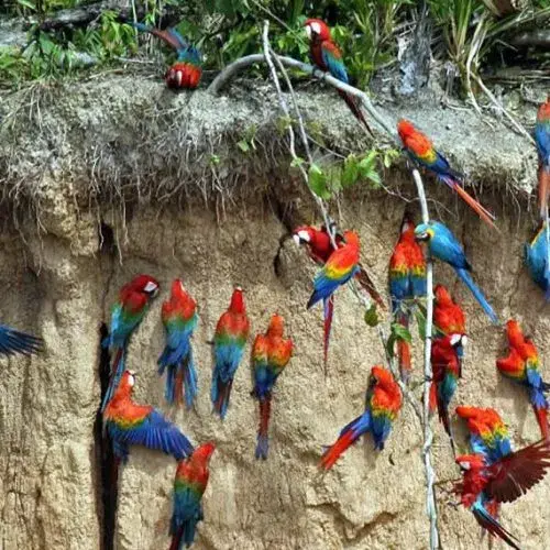 collpa-guacamayo-tours-tronco-tambopata-galery