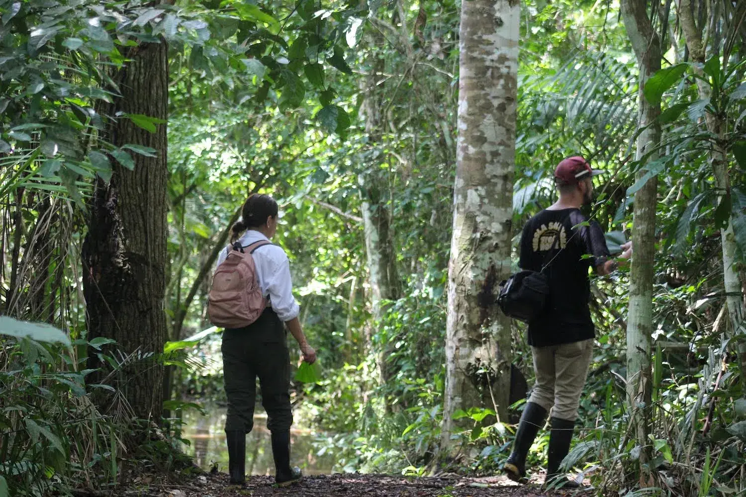 Tronco Tambopata | Information jungle tours in Peru