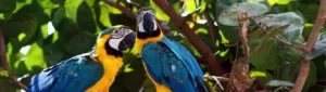 macaw clay lick