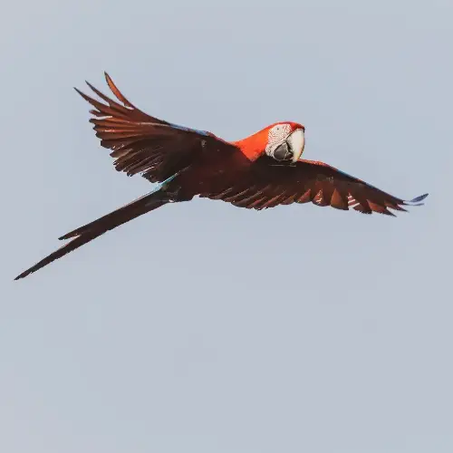 Collpa Chuncho Tours