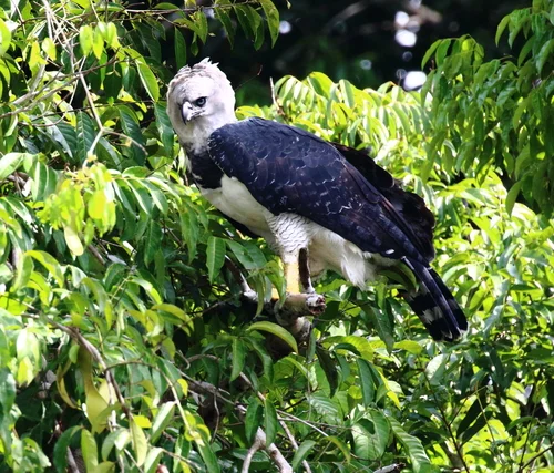 Harpy Eagle of Tambopata:  Rainforest Harpy Eagle