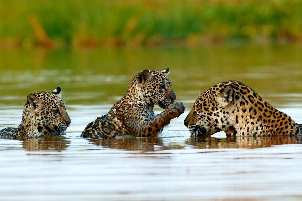 Jaguar Amazon Rainforest Cubs