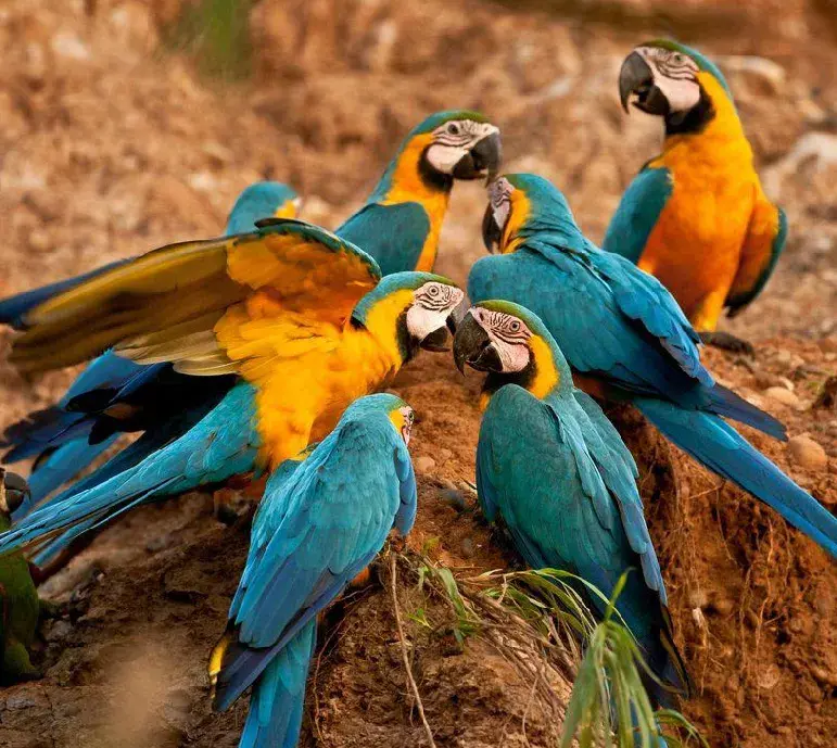 https://troncotambopata.com/wp-content/uploads/2023/09/Macaw-Clay-Lick-Peru-3D-2N.webp