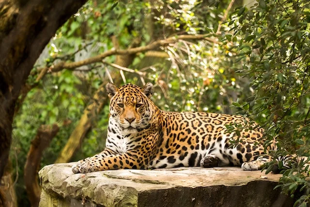 amazon rainforest animals jaguar