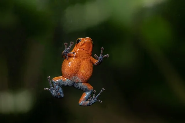 https://troncotambopata.com/wp-content/uploads/2023/09/Poison-Dart-Frog-amazon-rainforest-peru.webp