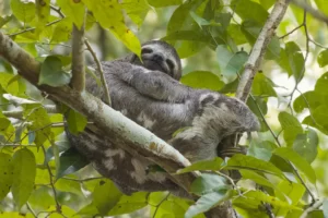 Sloths in the Amazon Rainforest