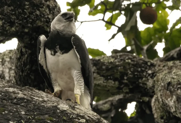 harpy eagle