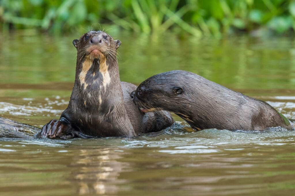 Amazon River Otter