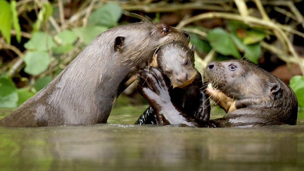 Giant River Otter Peru