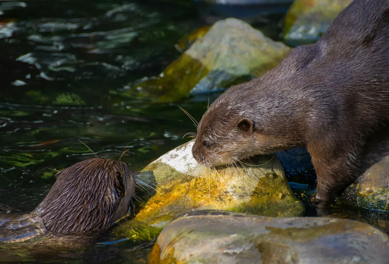 Giant River Otters: Amazon Rainforest’s Charismatic Aquatic Marvels