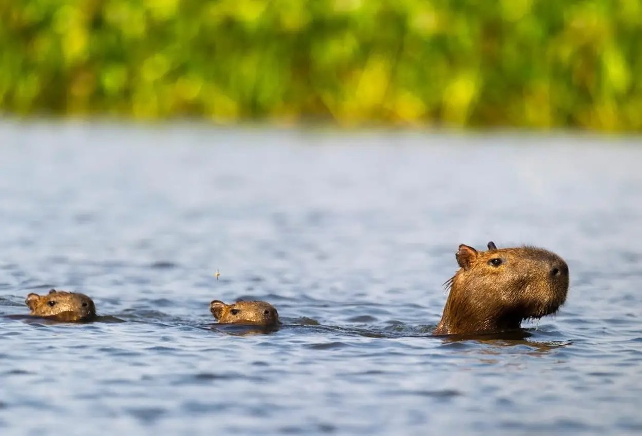 ▷Capybara Safari | GIANT RODENTS by the Tambopata River