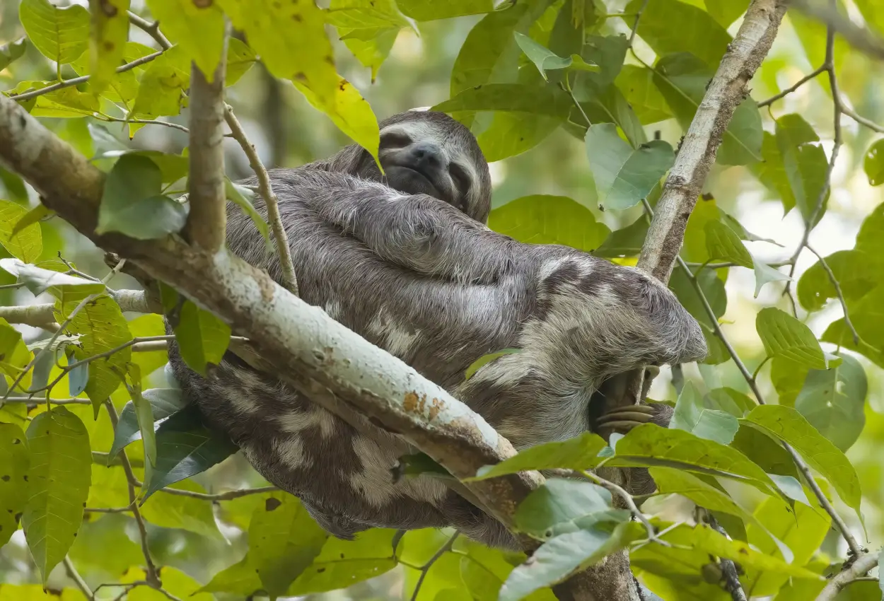 Sloths in the Peruvian Amazon Biology Diagrams