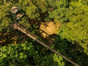 Zipline in Tronco Tambopata