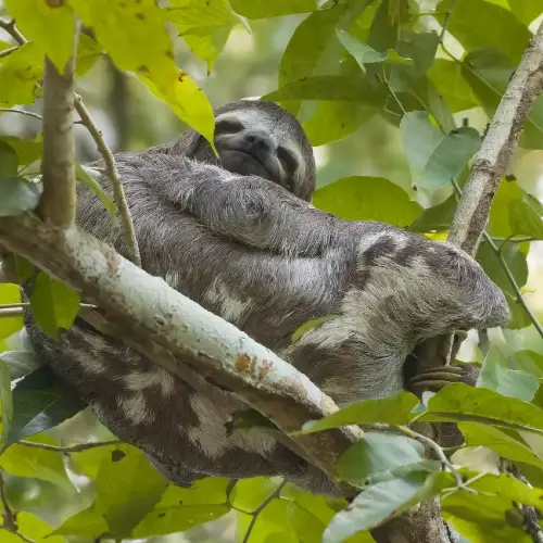 Tambopata Peru Tour 2 Days 1 Night