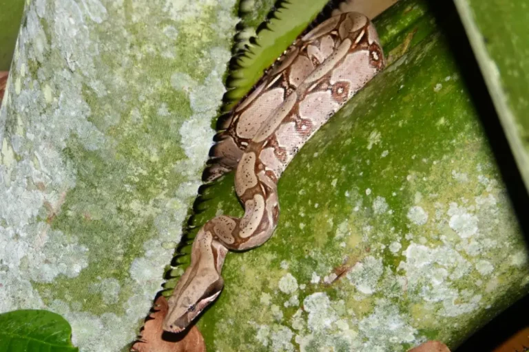 best Amazon experience in Peru