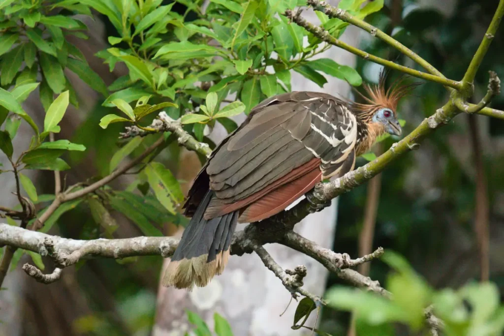 Tambopata National Reserve