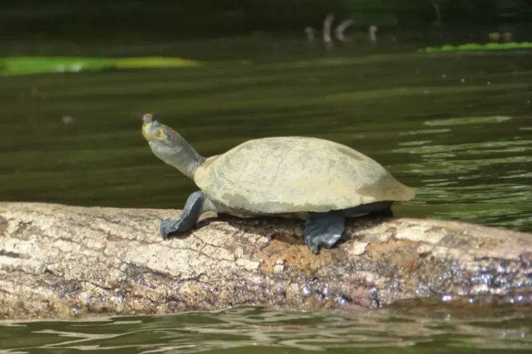 amazon rainforest peru