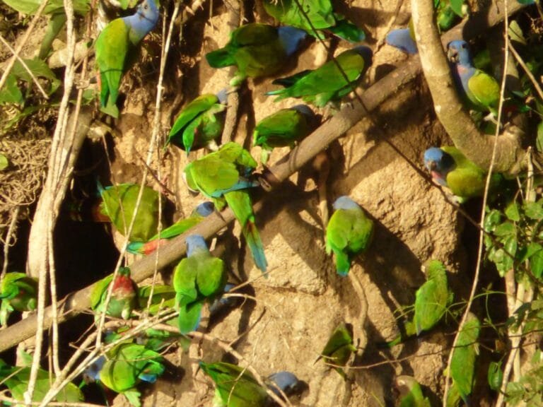 best amazon rainforest tours