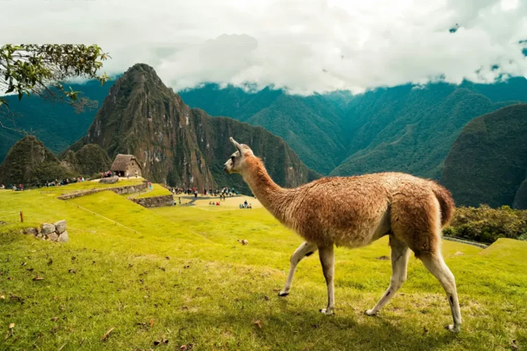 machu picchu and amazon rainforest tours