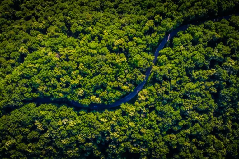 trip to amazon jungle