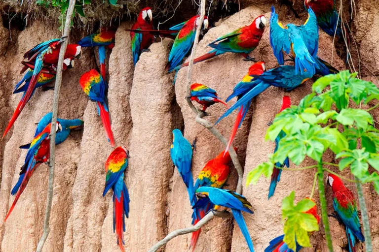 amazon deep jungle tours