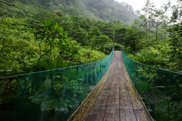 Amazon Green Tours