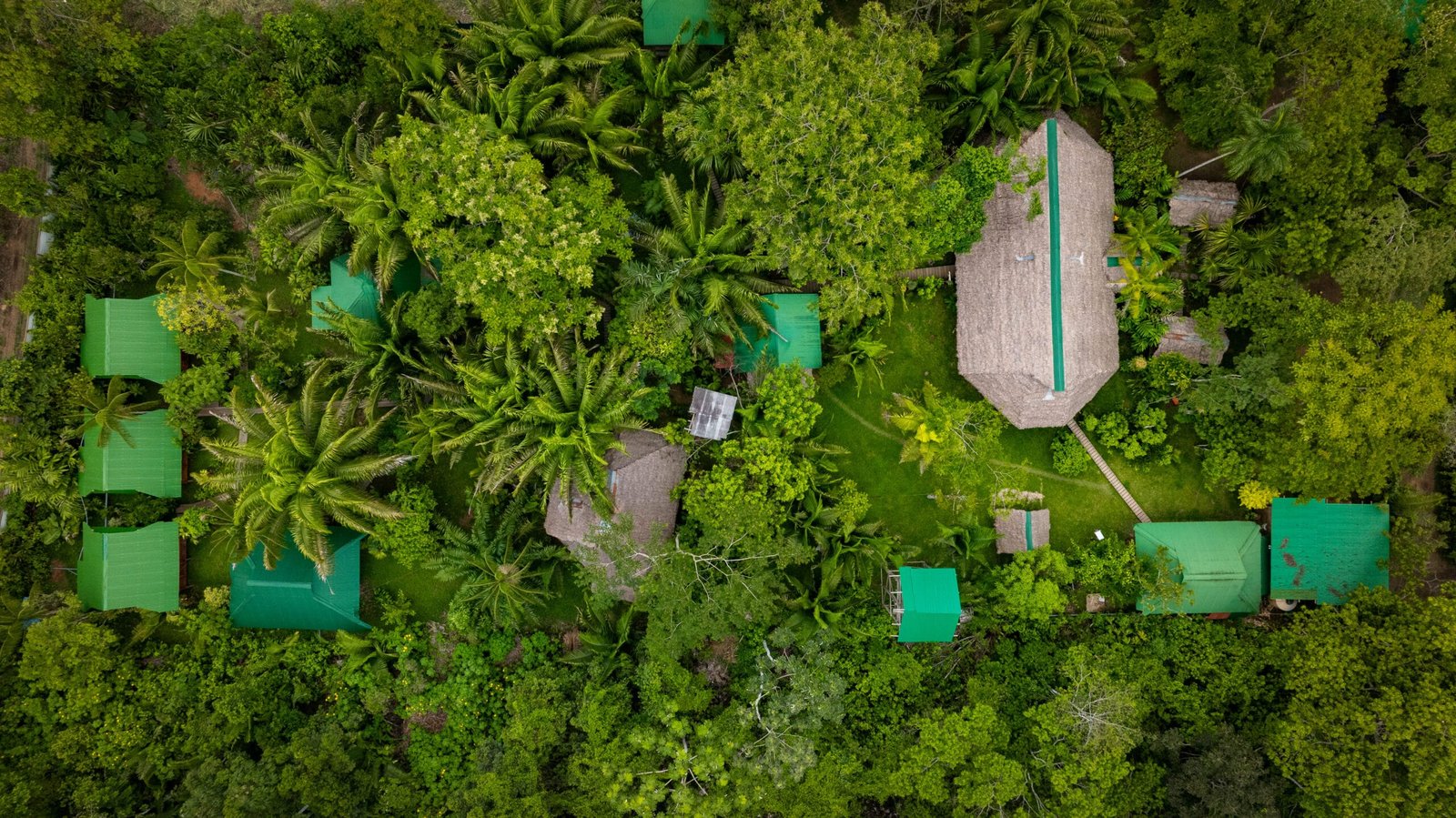FOTO AEREA DE TRONCO TAMBOPATA