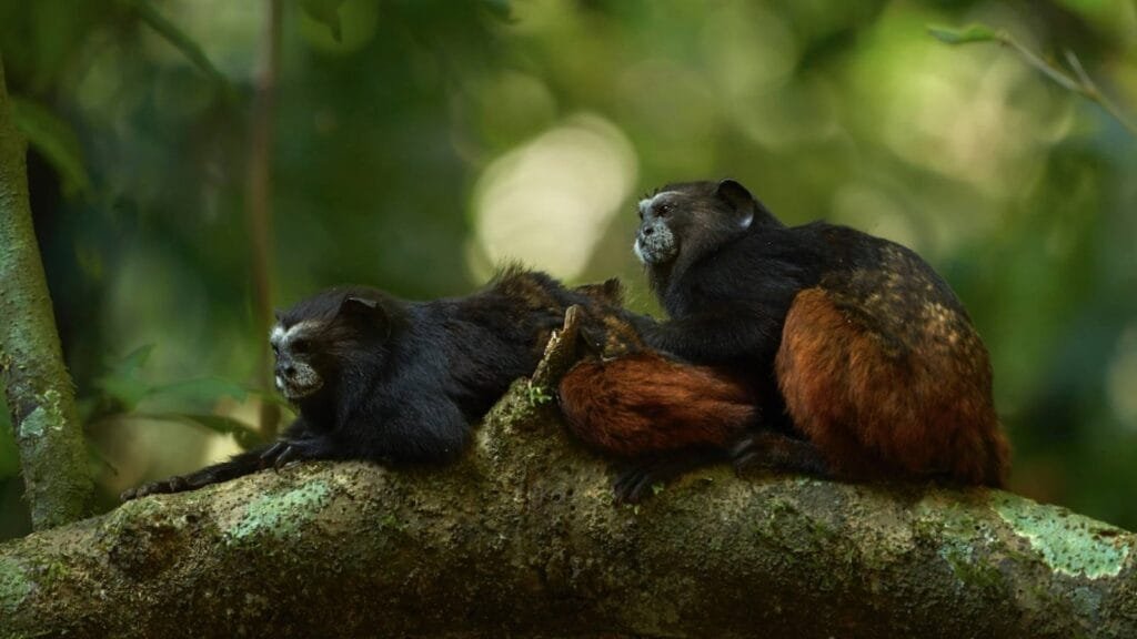 Amazon Rainforest Monkeys Tamarin Monkey