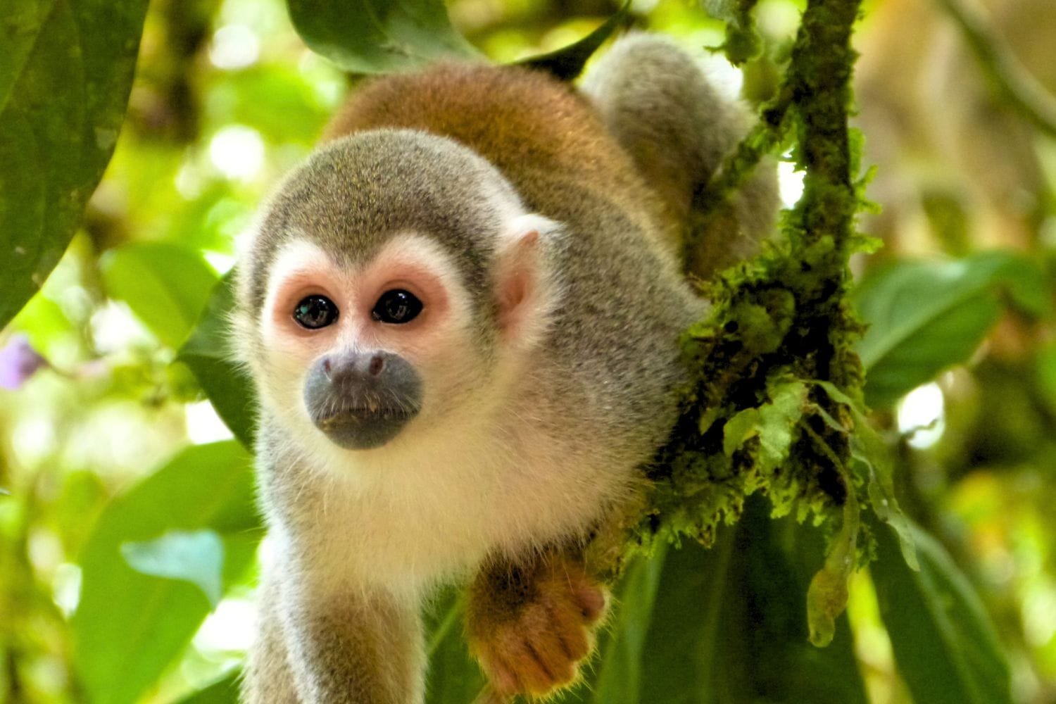 Amazon Rainforest Monkeys: Your 2026 Wildlife Spotting Guide