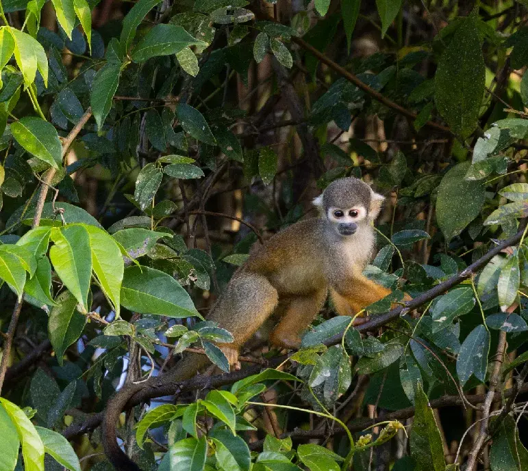 Amazon Rainforest Monkeys: Your 2026 Wildlife Spotting Guide