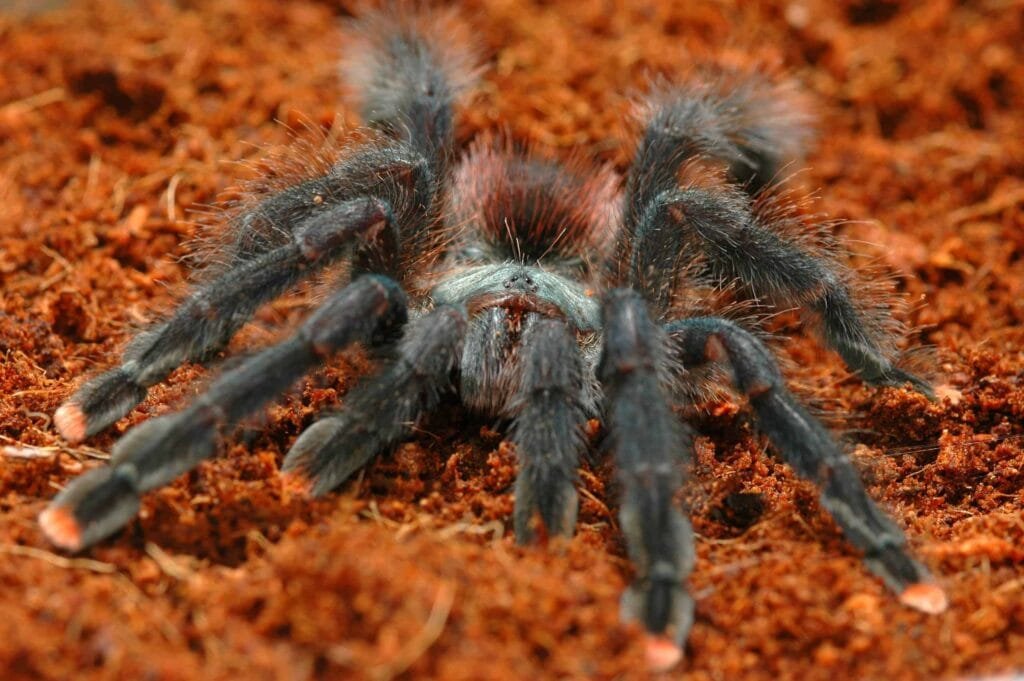 Amazon Rainforest Spiders Amazonian Pink Toe Spider