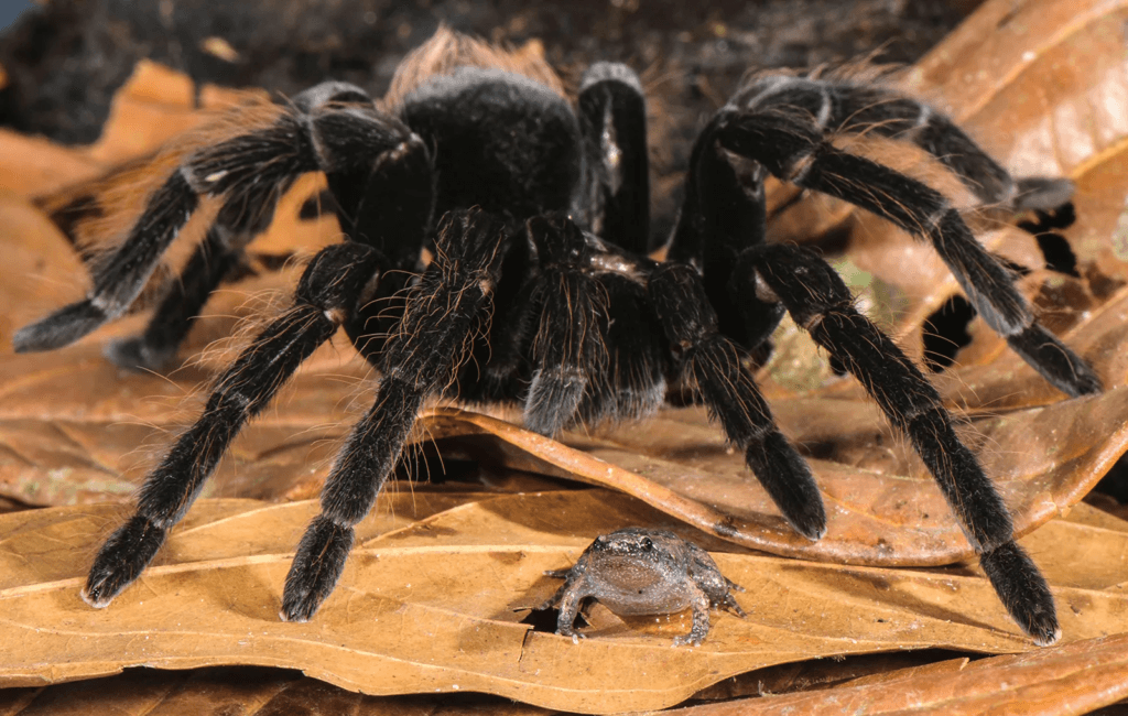 Amazon Rainforest Spiders Goliath Birdeater Spider
