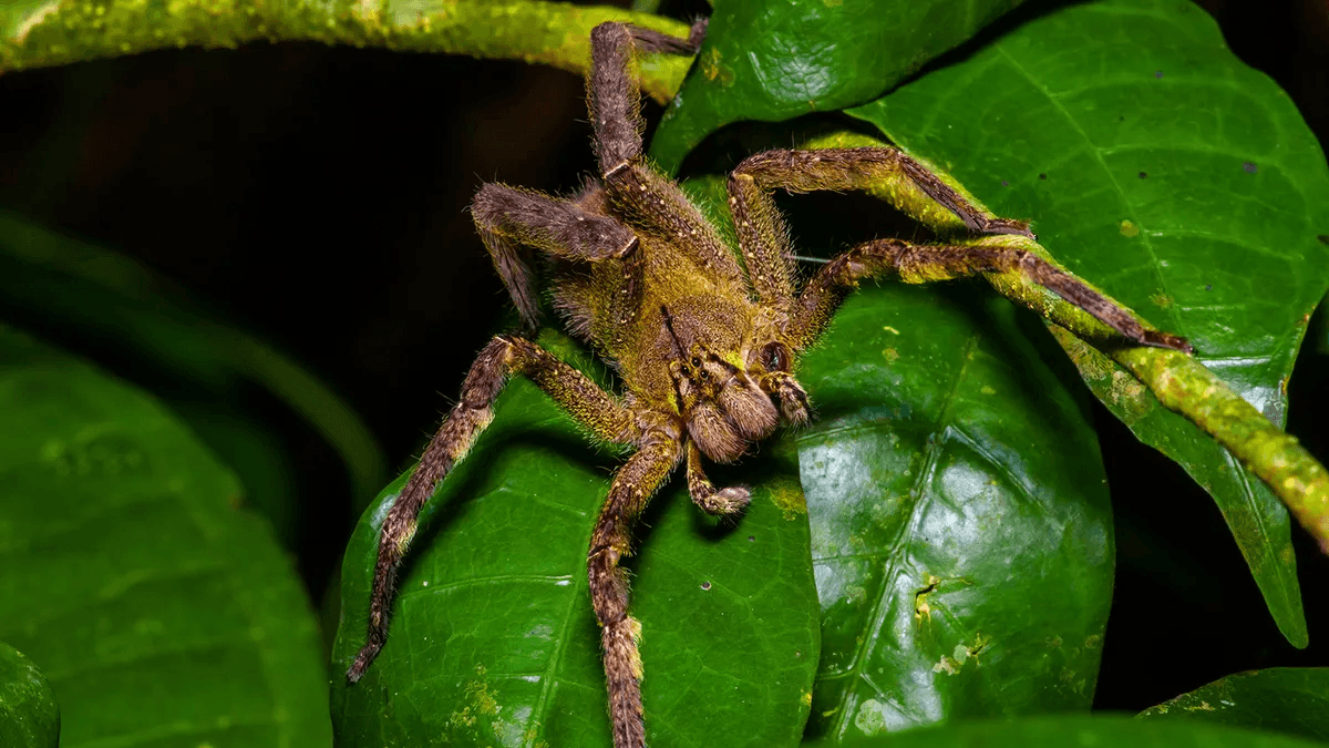 The Wildest Amazon Rainforest Spiders To Spot In 2026