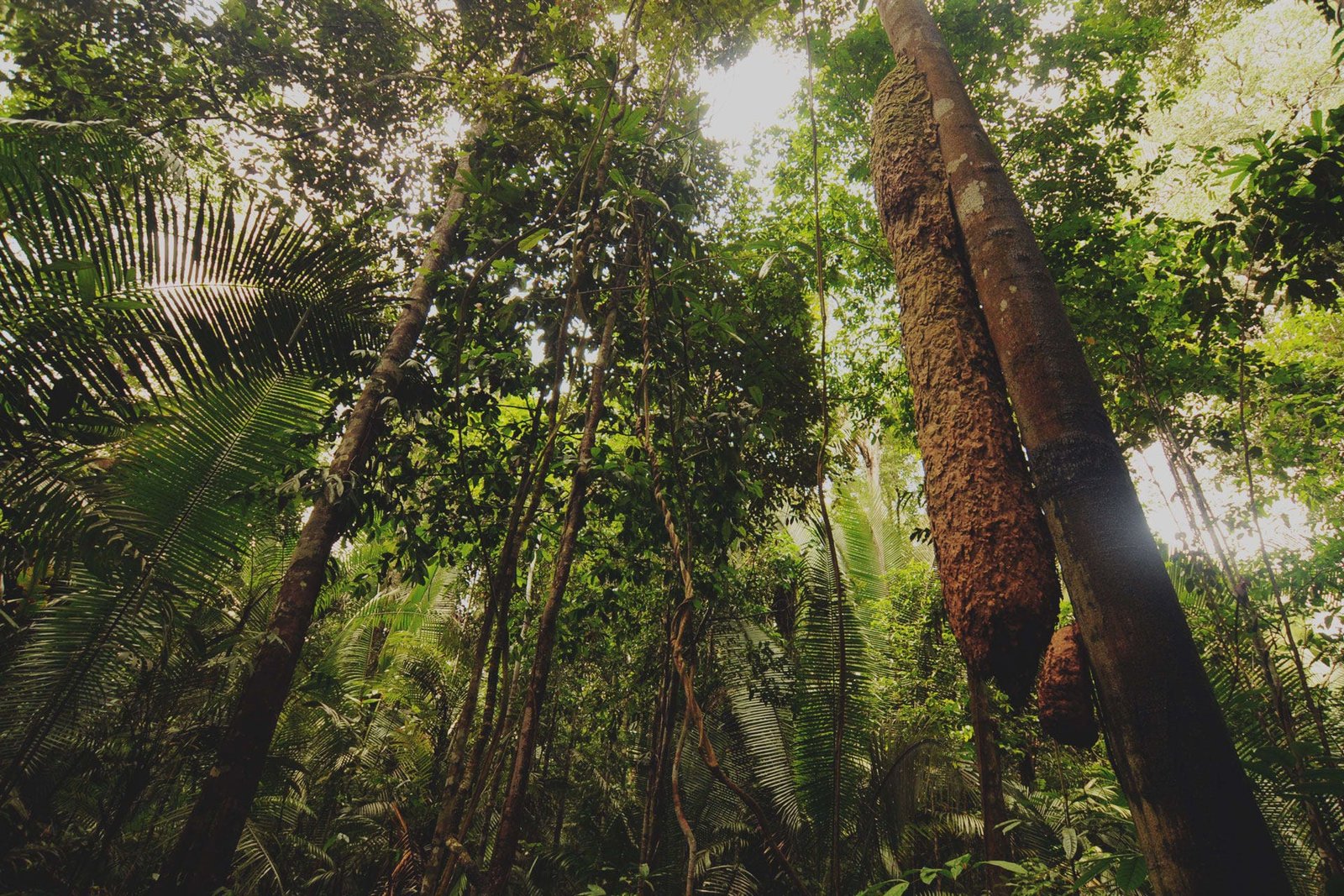 Amazon Rainforest Trees Photo
