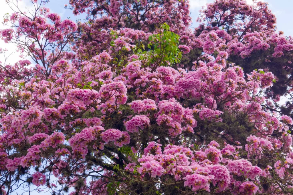 Amazon Rainforest Trees Pink Poui Tree