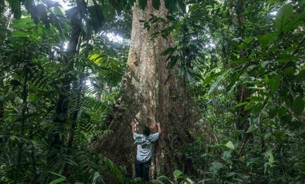 Amazon Rainforest Trees Shihuahuaco Tree