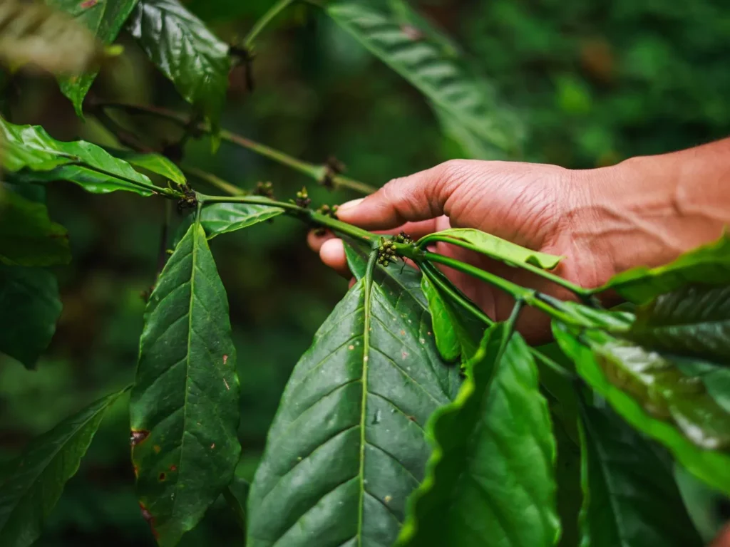 Why Is The Amazon Rainforest Important Medicinal Plants