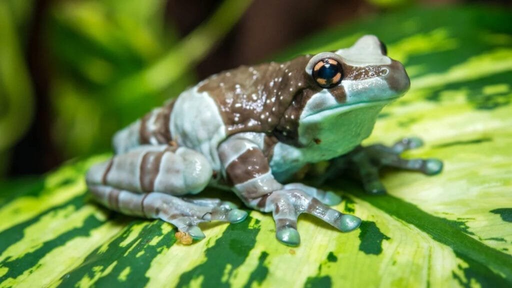 Amazon Rainforest Animals Amazon Milk Frog