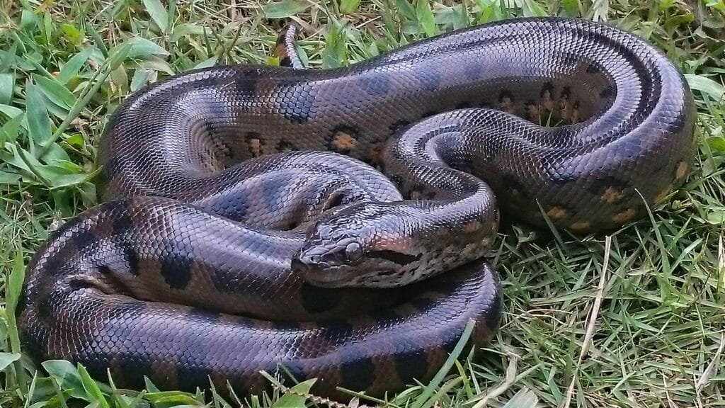 Amazon Rainforest Animals Anaconda