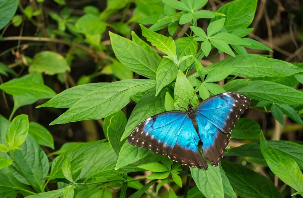 Amazon Rainforest Animals Blue Morpho Butterfly