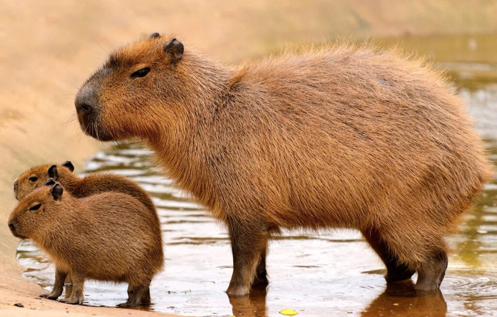 Amazon Rainforest Animals Capybara