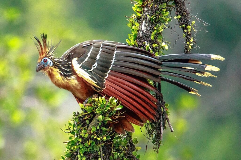 Amazon Rainforest Animals Hoatzin