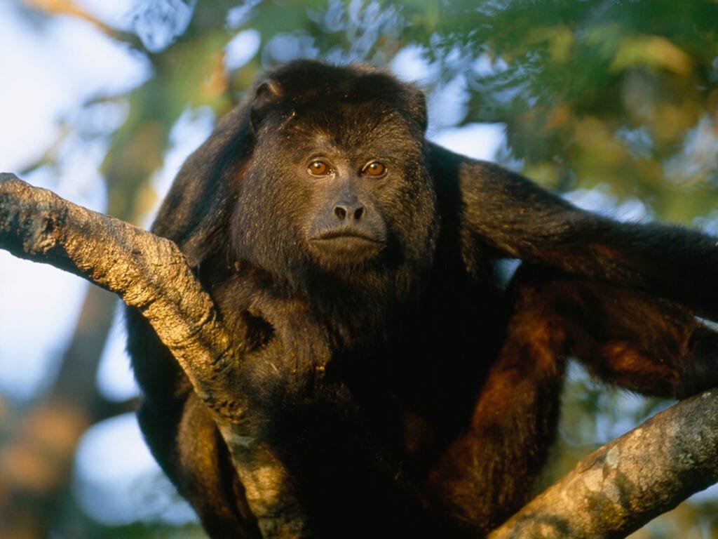Amazon Rainforest Animals Howler Monkey