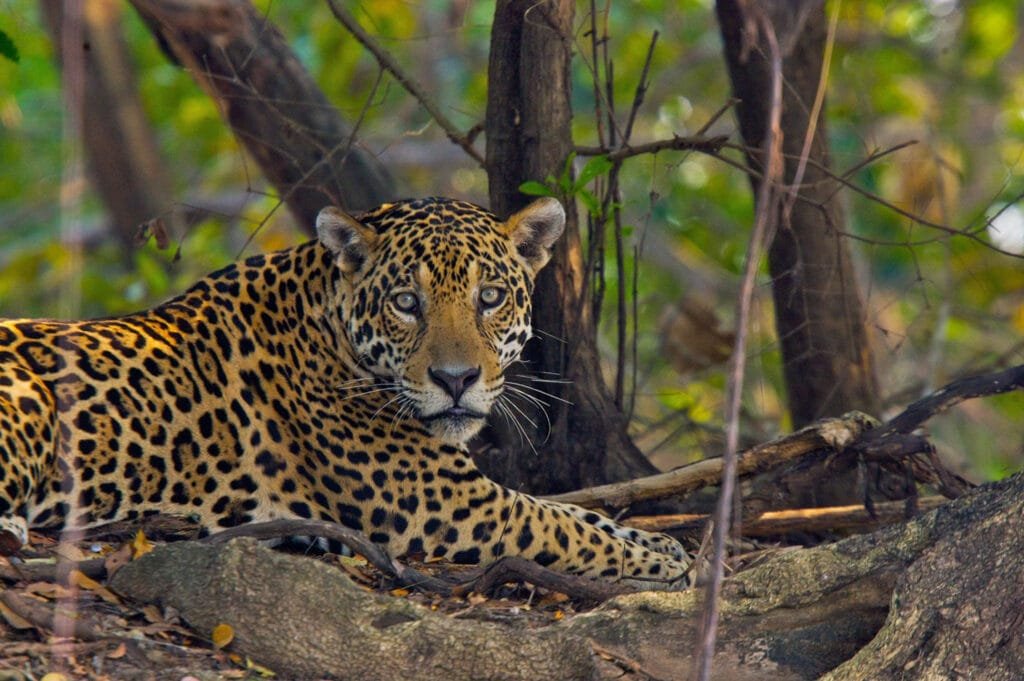 Amazon Rainforest Animals Jaguar