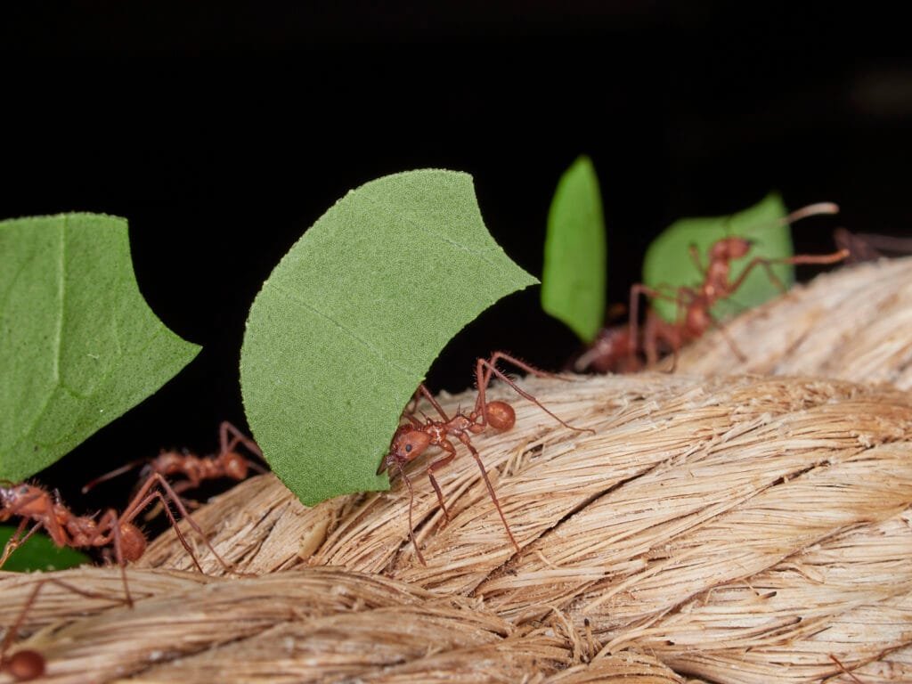 Amazon Rainforest Animals Leafcutter Ant