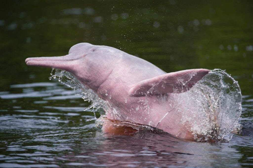 Amazon Rainforest Animals Pink River Dolphin